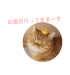 茶トラねこのちゃあ 2（個別スタンプ：18）