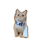 茶トラねこのちゃあ 2（個別スタンプ：19）