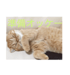 茶トラねこのちゃあ 2（個別スタンプ：21）
