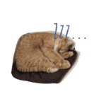 茶トラねこのちゃあ 2（個別スタンプ：23）
