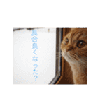 茶トラねこのちゃあ 2（個別スタンプ：24）