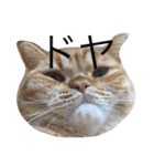 茶トラねこのちゃあ 2（個別スタンプ：25）