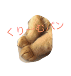 茶トラねこのちゃあ 2（個別スタンプ：26）