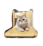 茶トラねこのちゃあ 2（個別スタンプ：27）