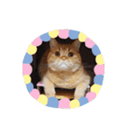 茶トラねこのちゃあ 2（個別スタンプ：28）