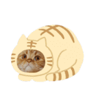 茶トラねこのちゃあ 2（個別スタンプ：29）
