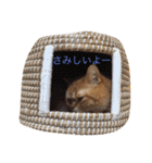 茶トラねこのちゃあ 2（個別スタンプ：30）