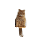 茶トラねこのちゃあ 2（個別スタンプ：31）