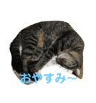みかん 一言（個別スタンプ：1）