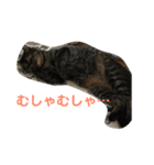 みかん 一言（個別スタンプ：3）