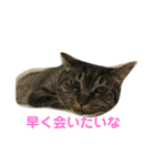 みかん 一言（個別スタンプ：4）