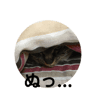 みかん 一言（個別スタンプ：8）