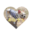 はじめまして、おもちと申します（個別スタンプ：3）