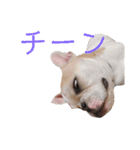 はじめまして、おもちと申します（個別スタンプ：6）