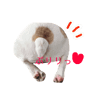 はじめまして、おもちと申します（個別スタンプ：11）
