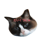 ねこのひとりごと（個別スタンプ：1）
