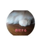 ねこのひとりごと（個別スタンプ：3）