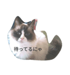 ねこのひとりごと（個別スタンプ：5）