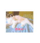 ねこのひとりごと（個別スタンプ：7）