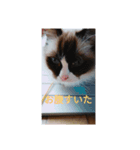 ねこのひとりごと（個別スタンプ：8）