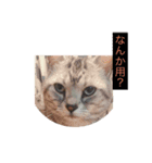 あいどん時々くぅ（個別スタンプ：2）
