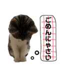 大好きなマロンちゃん（個別スタンプ：2）