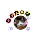 大好きなマロンちゃん（個別スタンプ：11）