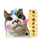 大好きなマロンちゃん（個別スタンプ：19）