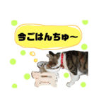大好きなマロンちゃん（個別スタンプ：22）