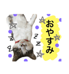 大好きなマロンちゃん（個別スタンプ：30）