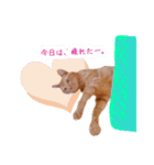 私の可愛らしい猫（個別スタンプ：3）