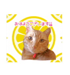 私の可愛らしい猫（個別スタンプ：4）