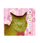 私の可愛らしい猫（個別スタンプ：5）