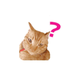 私の可愛らしい猫（個別スタンプ：6）