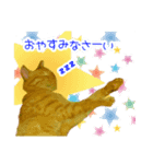 私の可愛らしい猫（個別スタンプ：8）