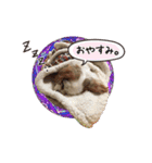 リンゴさんスタンプ（個別スタンプ：4）