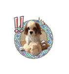 リンゴさんスタンプ（個別スタンプ：6）