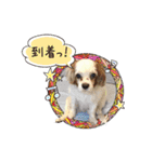 リンゴさんスタンプ（個別スタンプ：11）