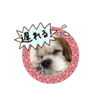 リンゴさんスタンプ（個別スタンプ：12）