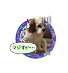 リンゴさんスタンプ（個別スタンプ：17）