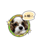 リンゴさんスタンプ（個別スタンプ：21）