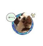 リンゴさんスタンプ（個別スタンプ：22）