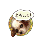 リンゴさんスタンプ（個別スタンプ：25）