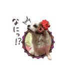 リンゴさんスタンプ（個別スタンプ：28）