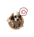 リンゴさんスタンプ（個別スタンプ：30）