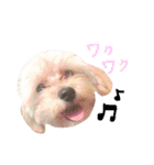 マルプー大吉2（個別スタンプ：12）