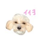 マルプー大吉2（個別スタンプ：18）