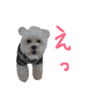 マルプー大吉2（個別スタンプ：22）