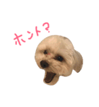 マルプー大吉2（個別スタンプ：24）