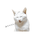 しろねこ家族3兄弟れくまろてん（個別スタンプ：3）